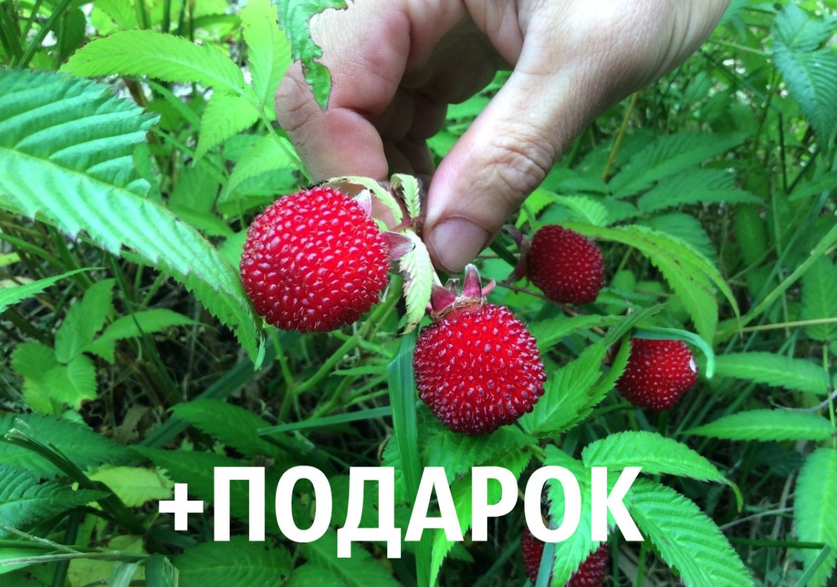 Гибрид Виктории и малины