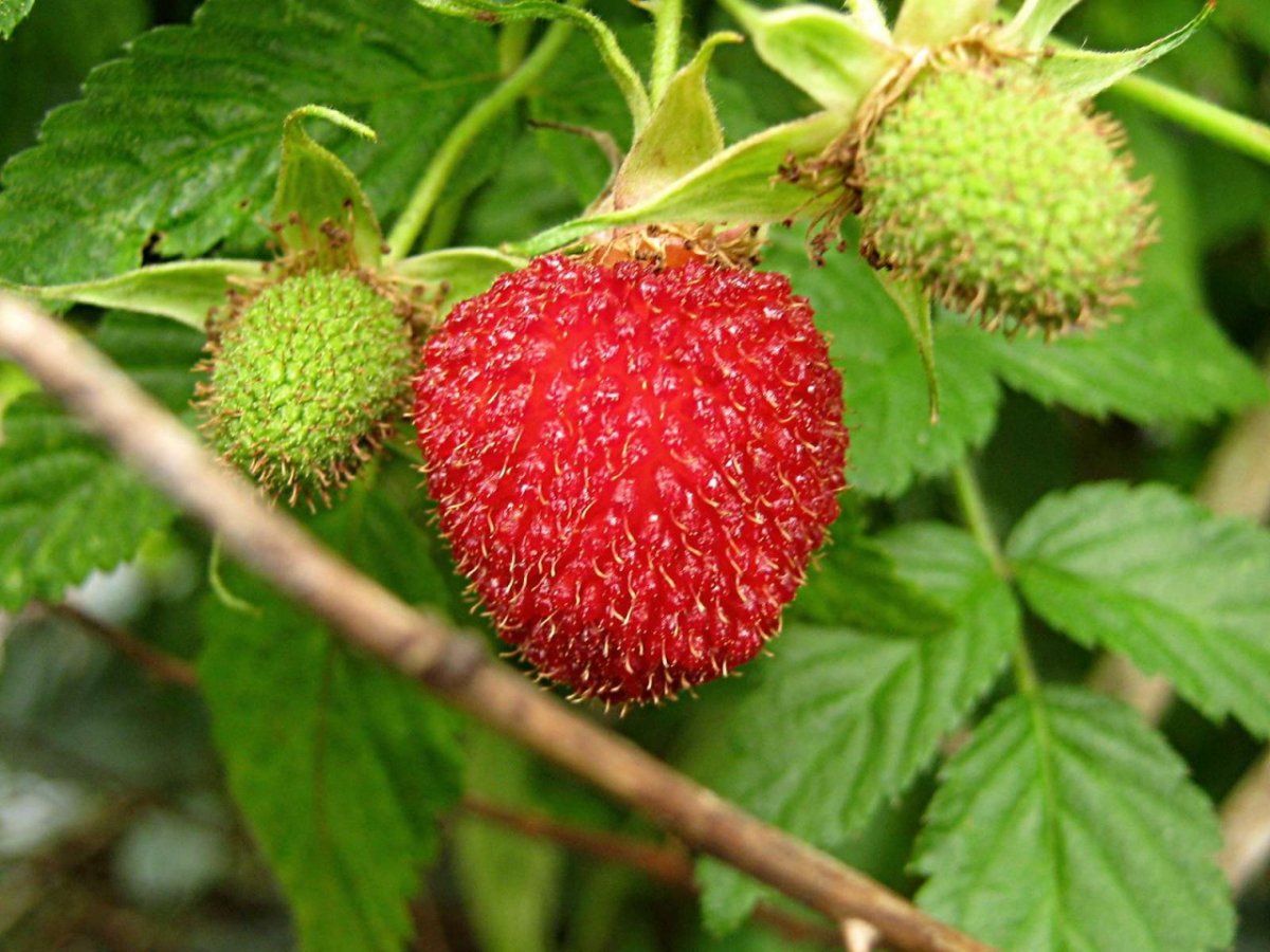 Rubus doornloos малина