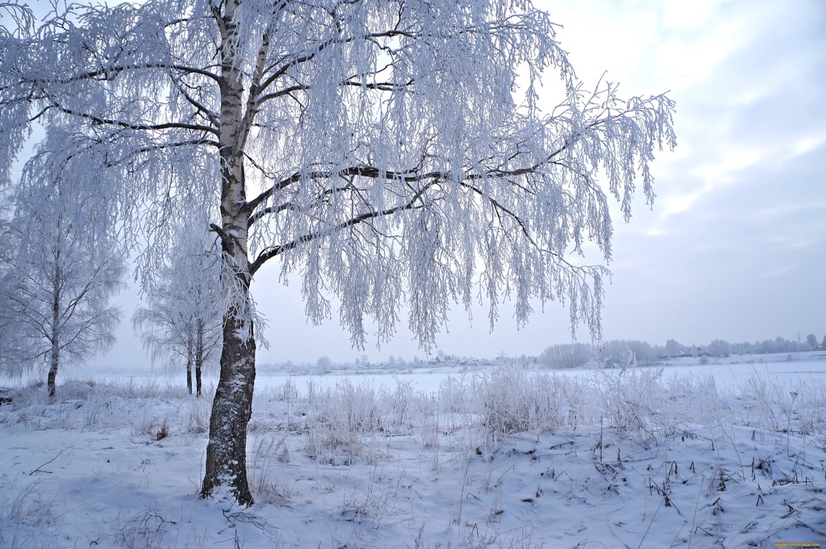 Береза в снегу