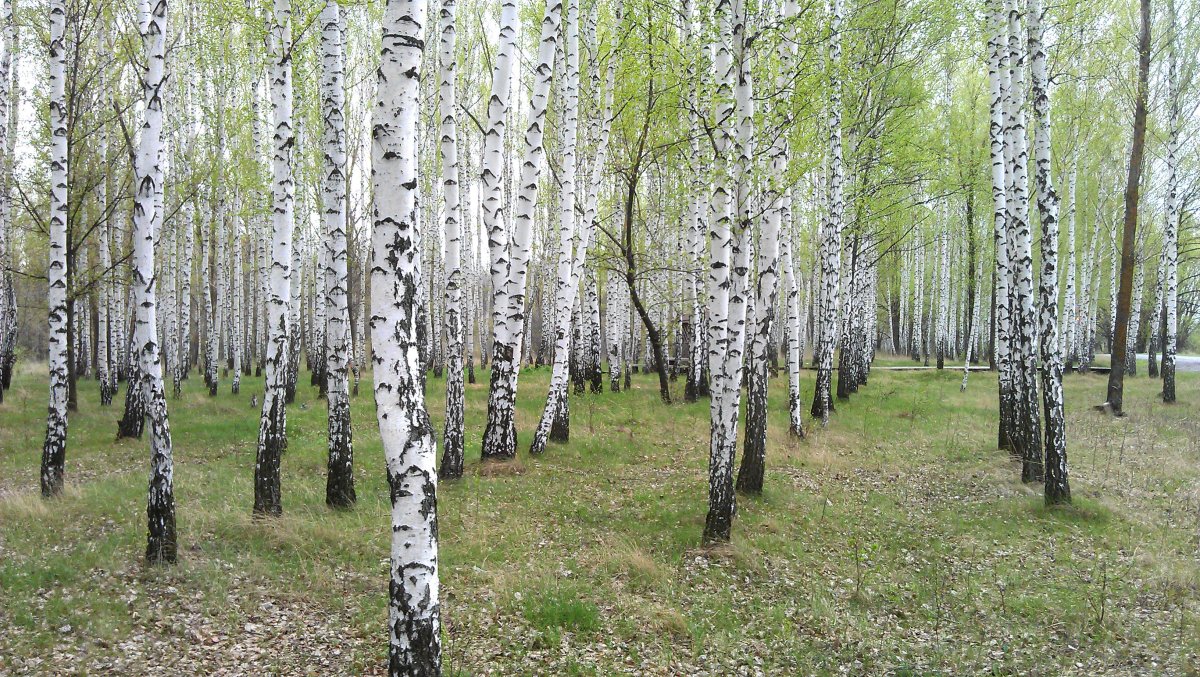 Зимний лес