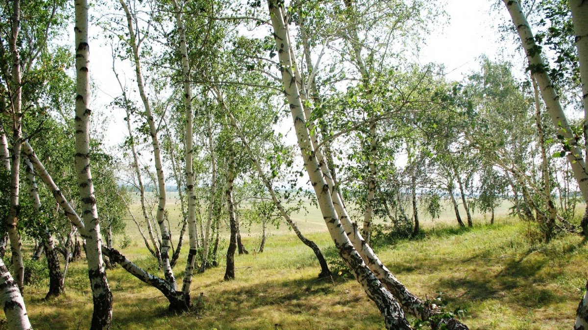 Береза в снегу
