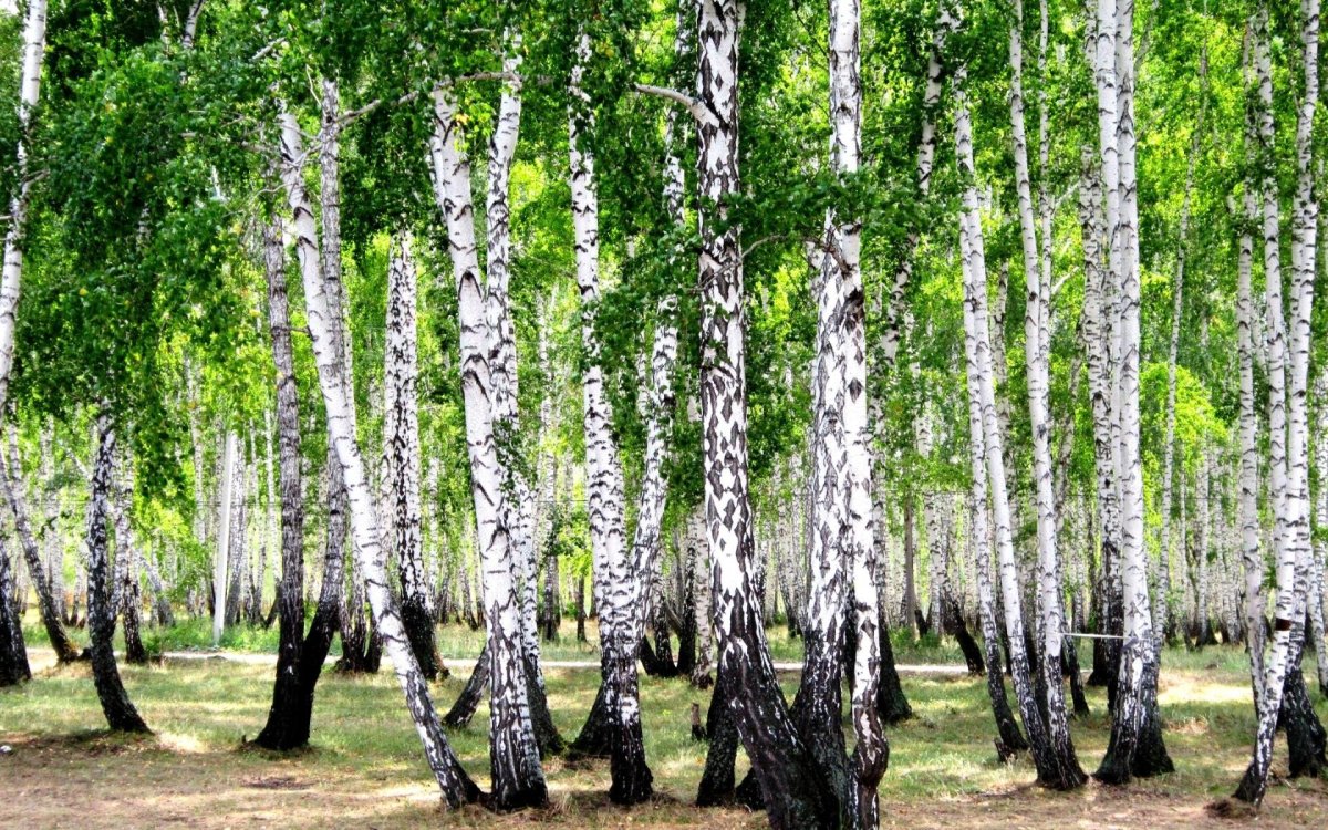 Белоствольная береза