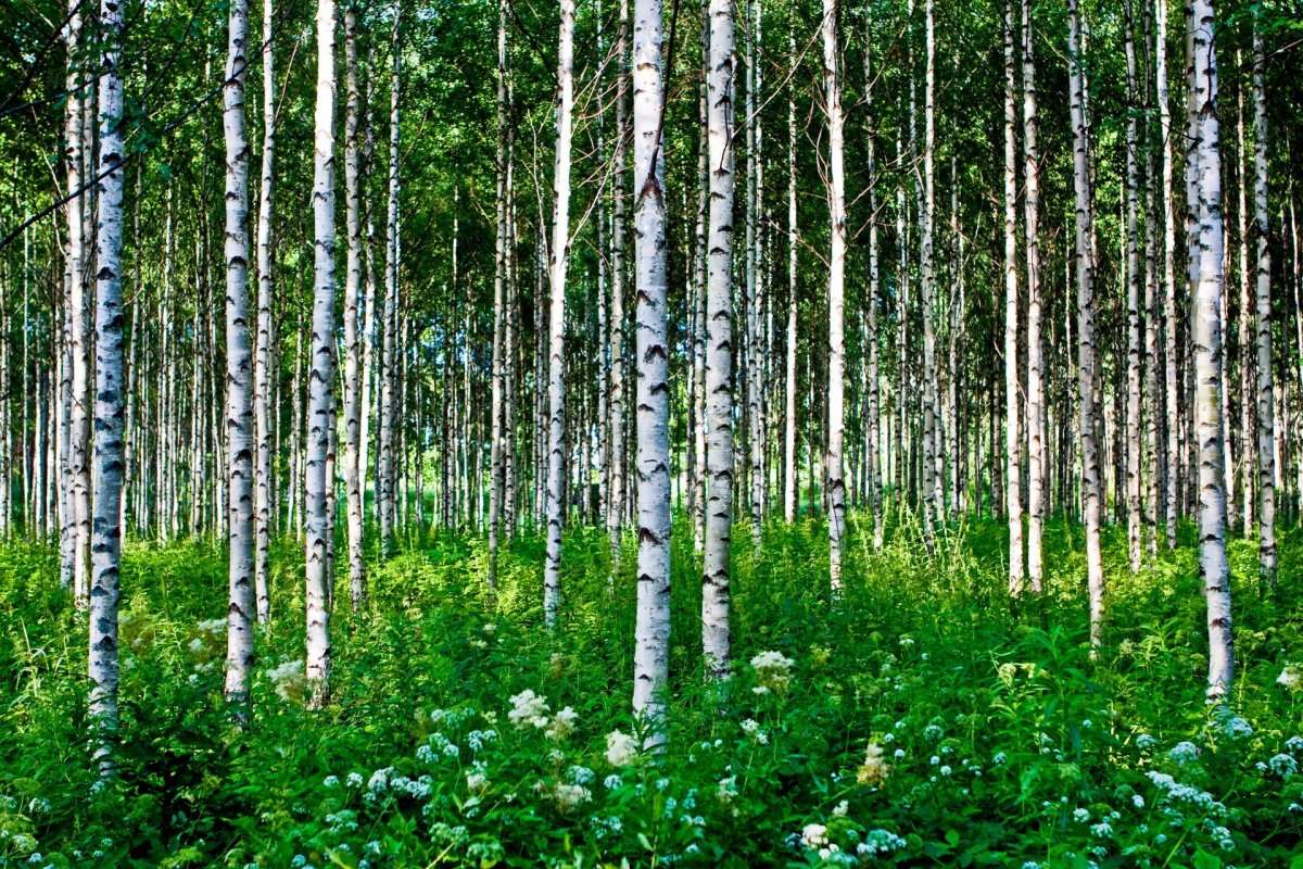 Березы Красноярского края