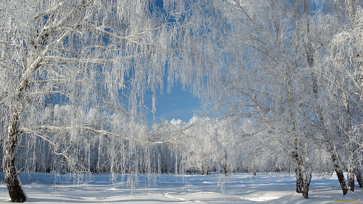Береза бетулин