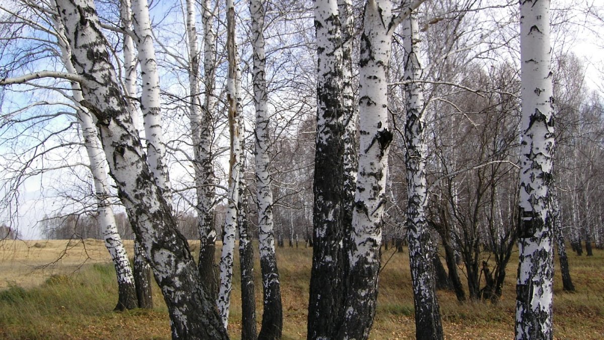 Природа березы