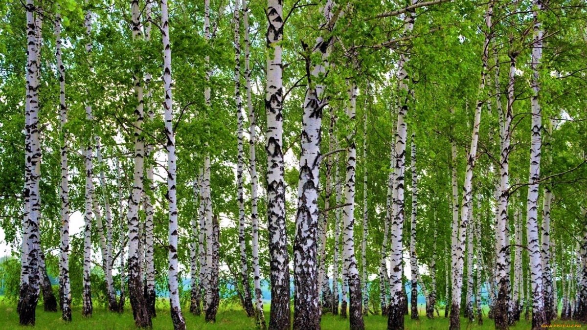 Береза в снегу