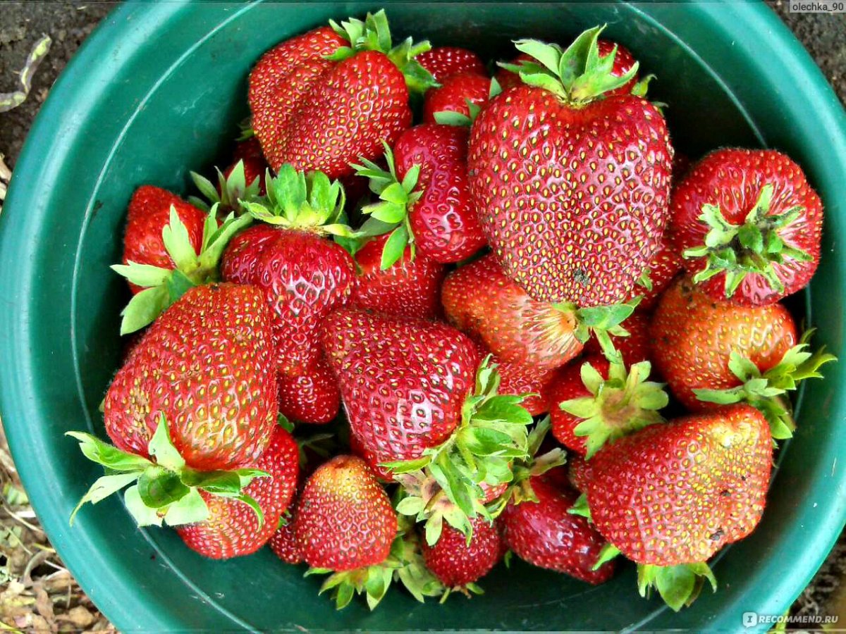 Fragaria ananassa duch