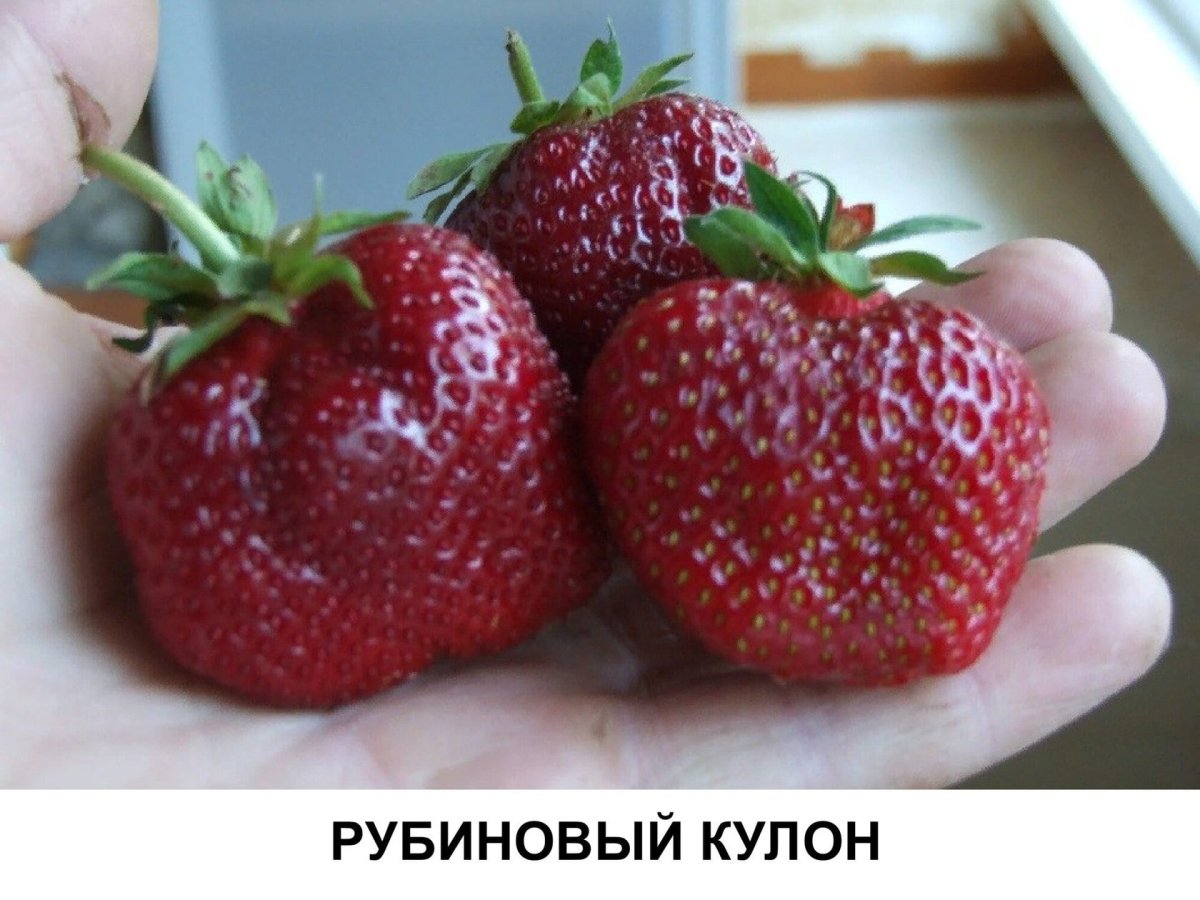 Земляника Садовая Альба нф311