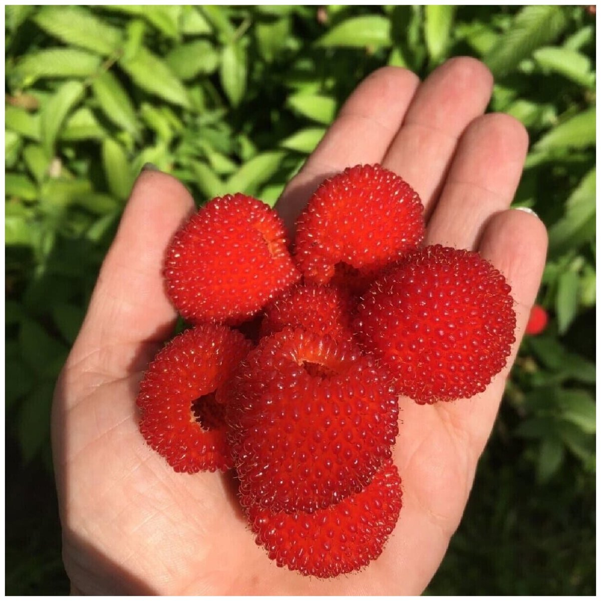 Rubus illecebrosus Википедия