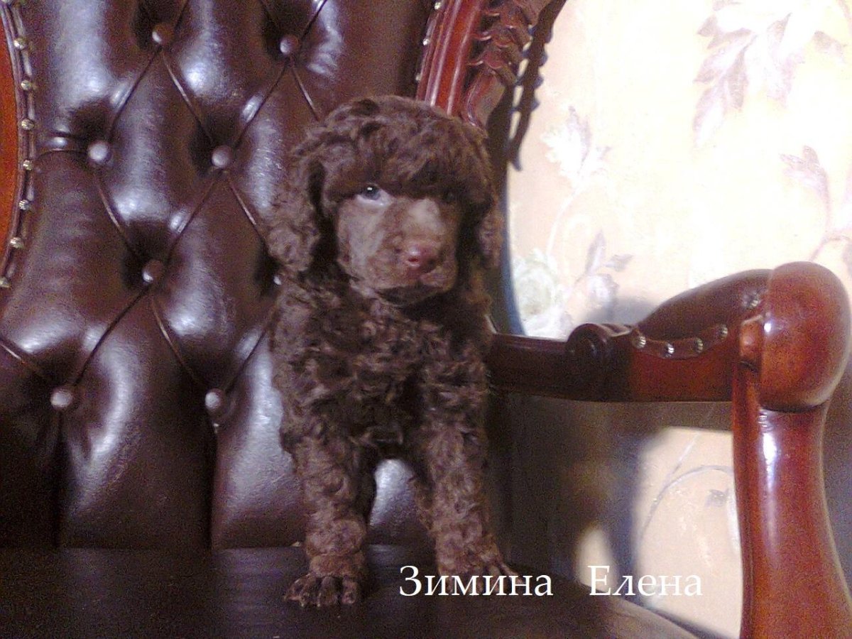 Щенок пули купить авито