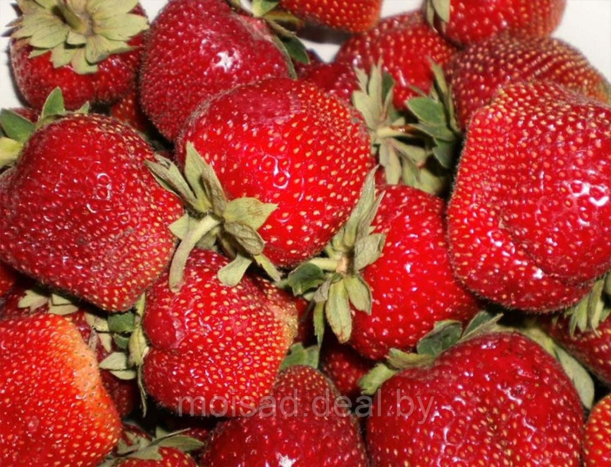 Fraises (земляника)
