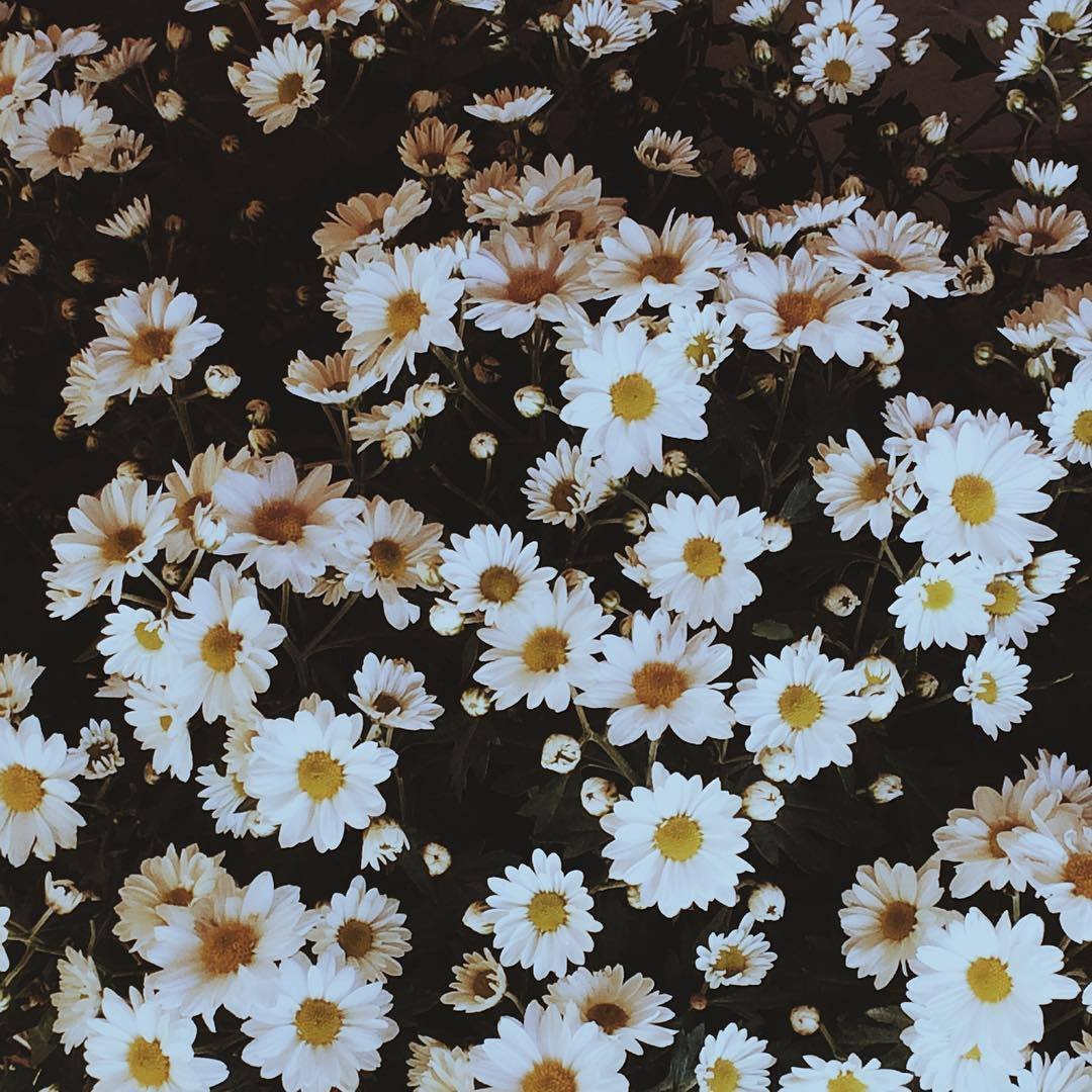 Ромашки aesthetic