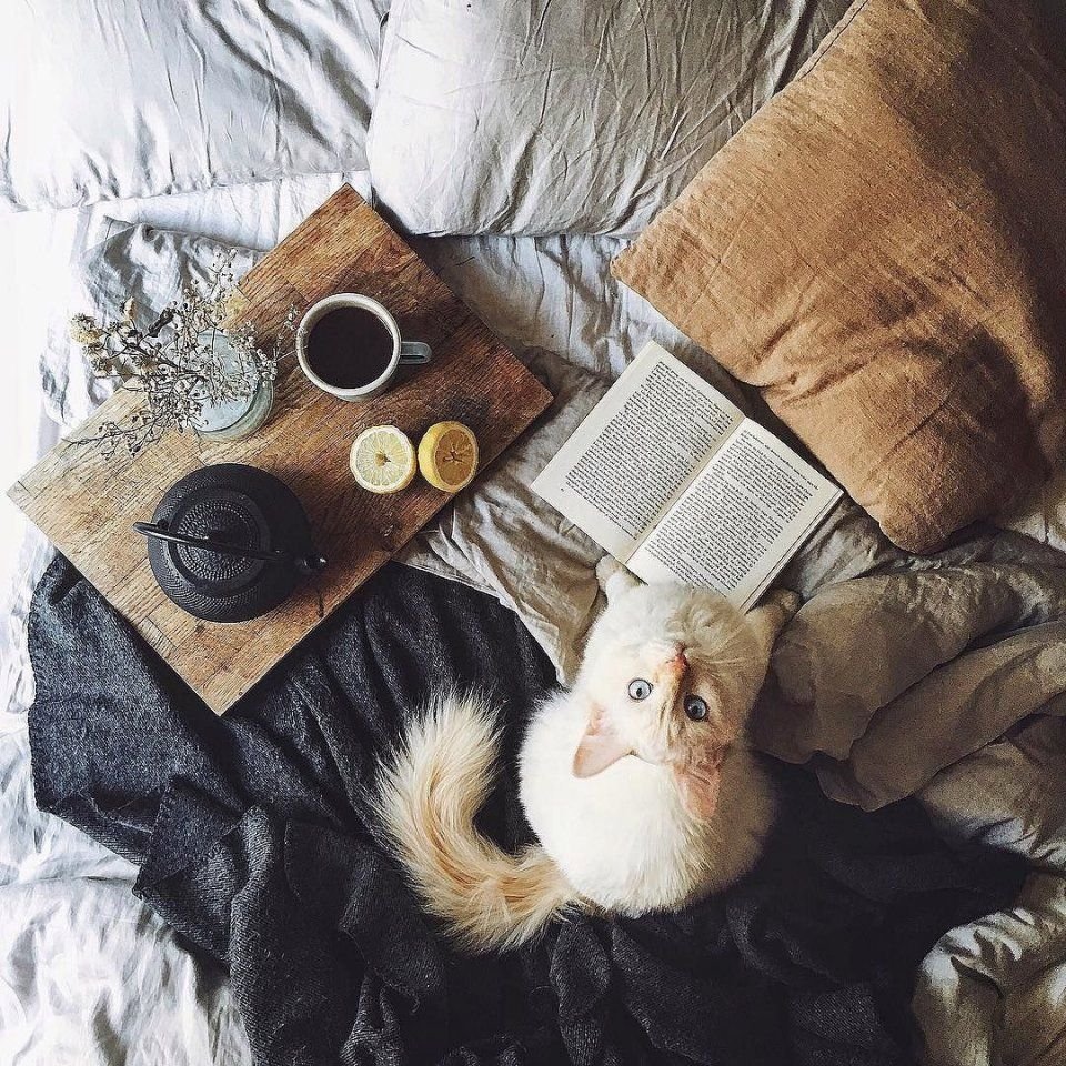 Атмосферные уютные котики