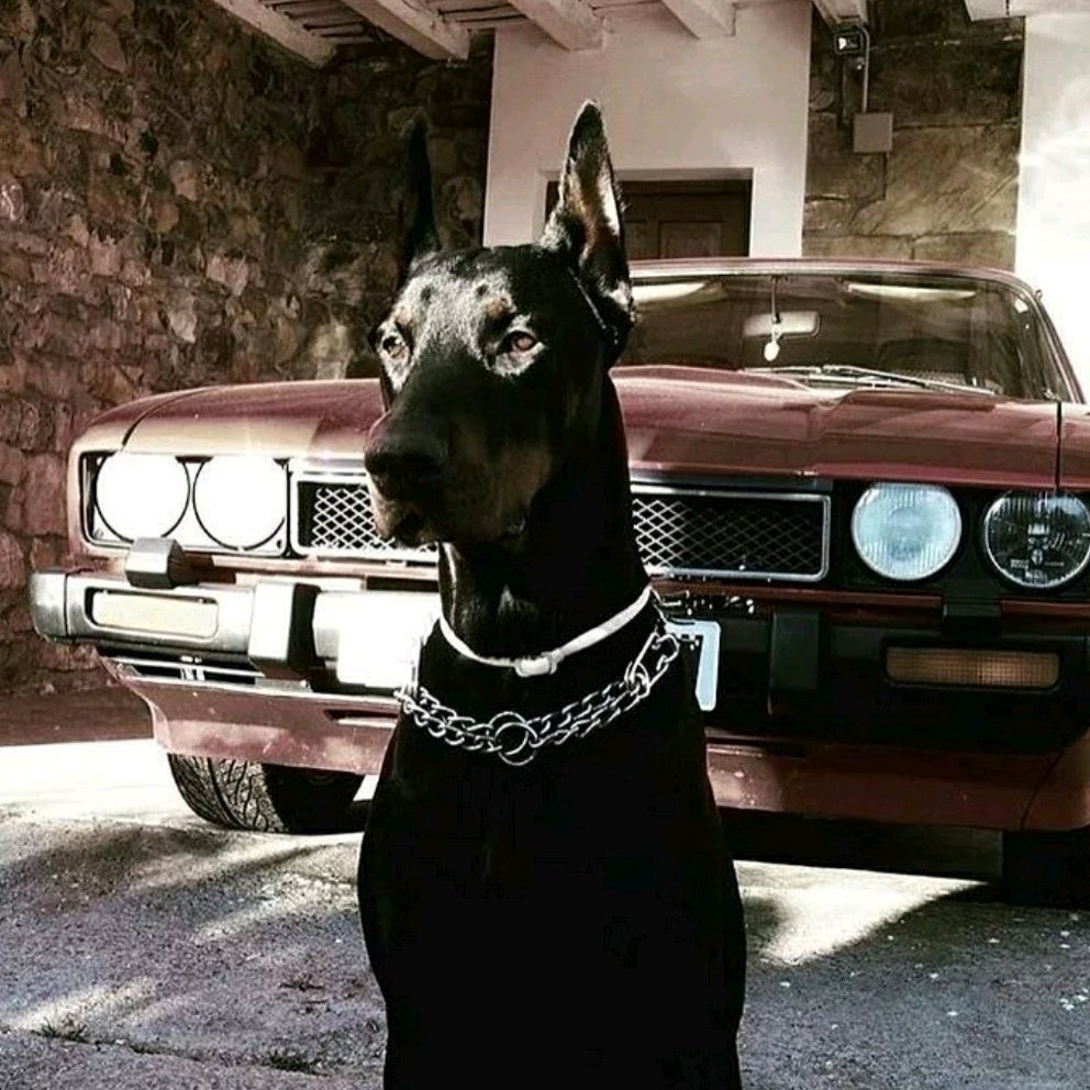 Доберман и БМВ