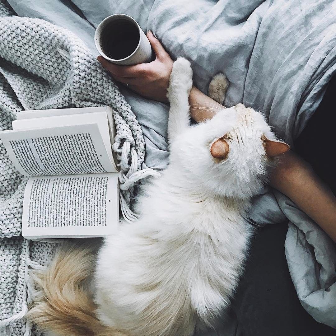 Кот плед кофе