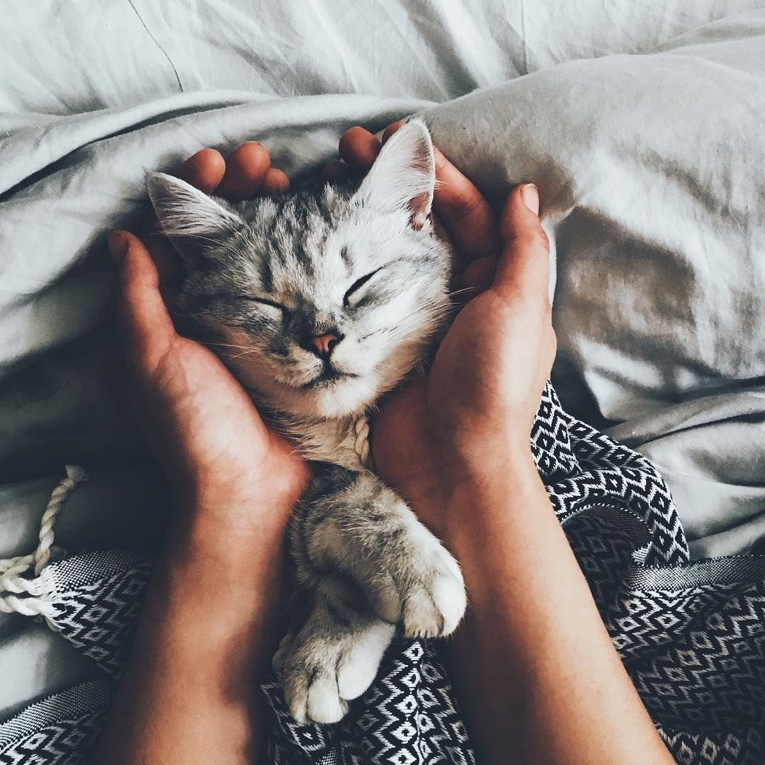 Котики Эстетика