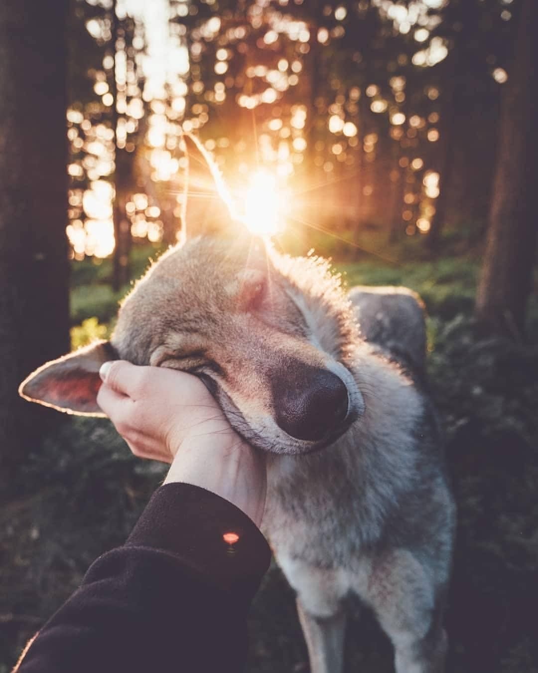 Животные тумблер
