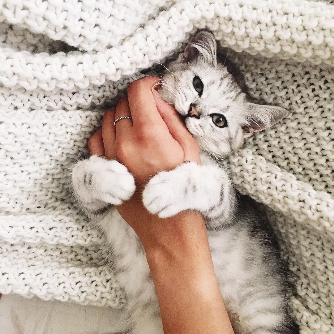 Котенок на руках