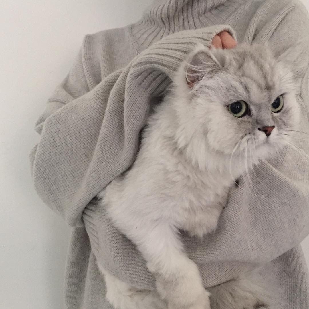 Милые котики Эстетика