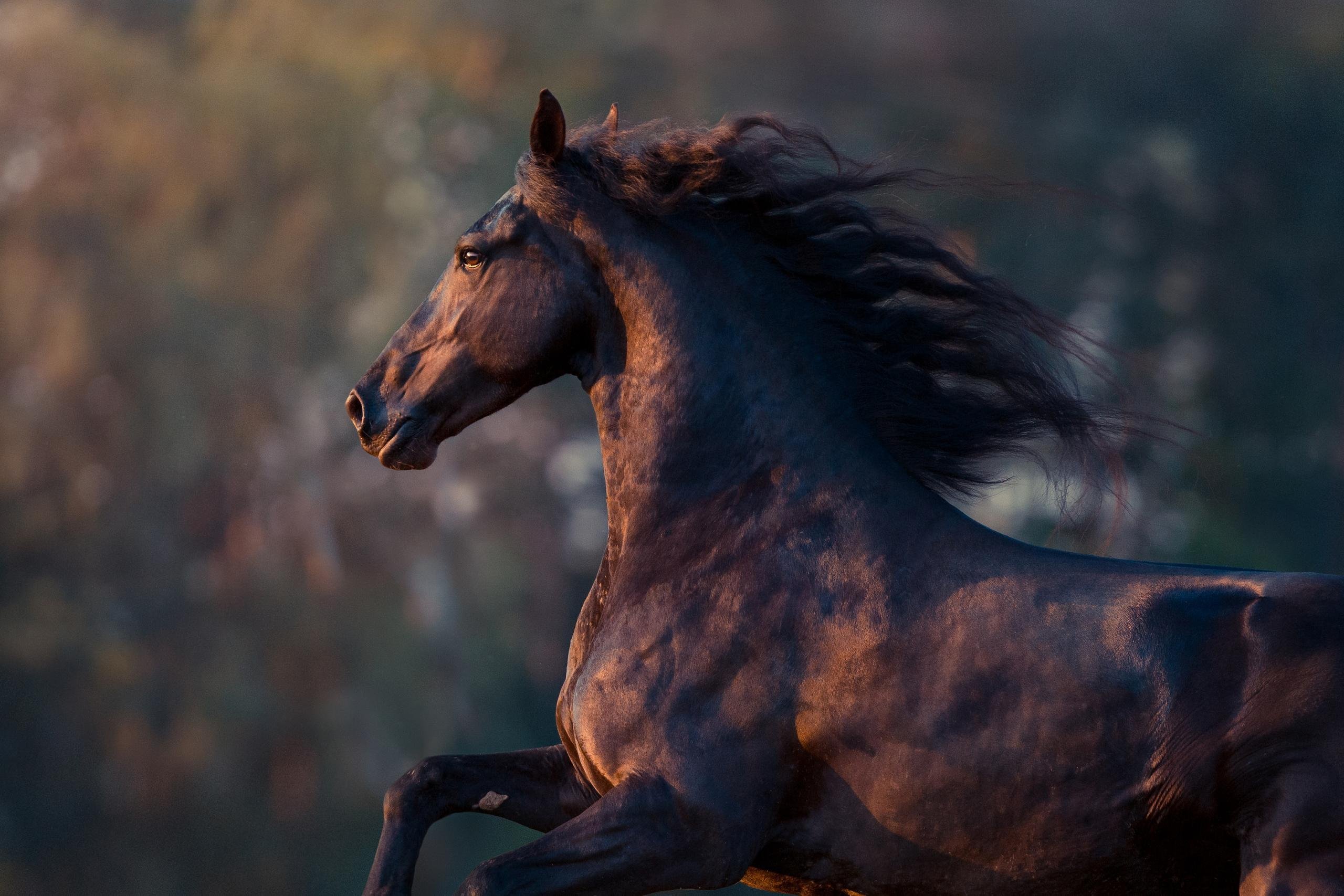 Эта лошадь красива и своенравна. Лошадь гнедой Мустанг. Андалузская гнедая. Дикий гнедой Мустанг. Фризская лошадь гнедая.