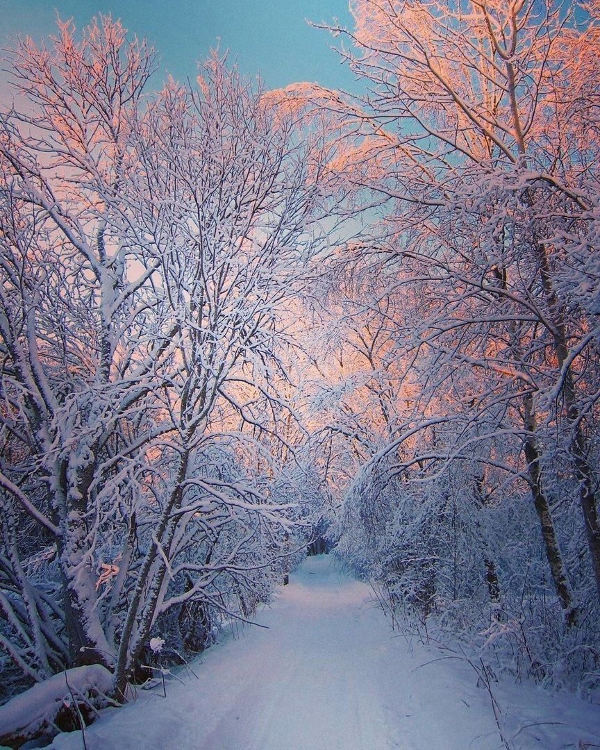 Пейзаж зимнего леса