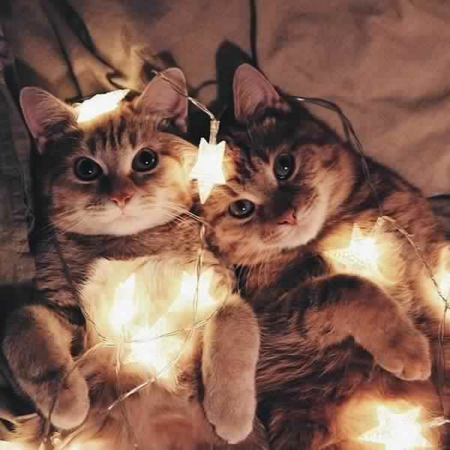 Парные котики