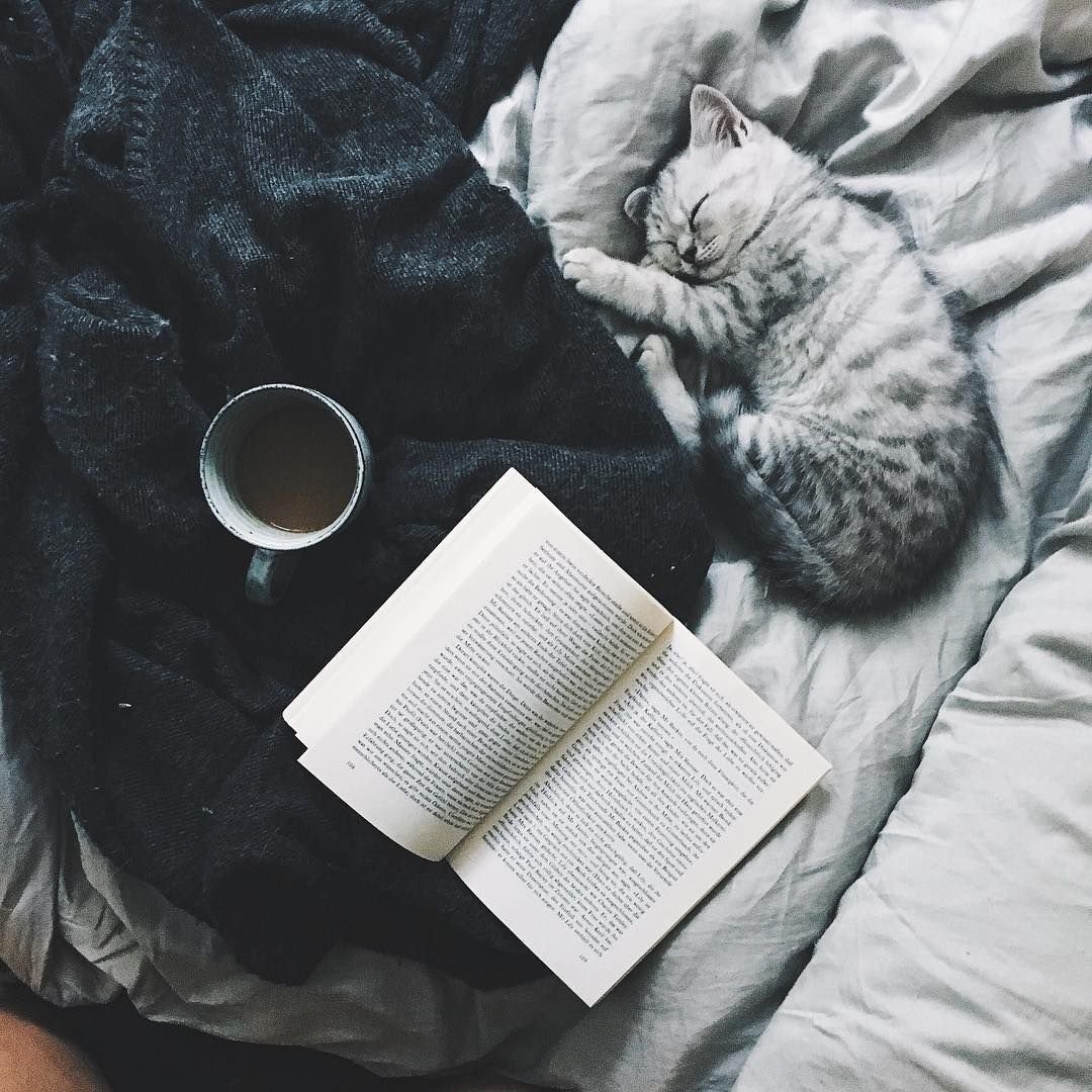 Эстетика книг и кота