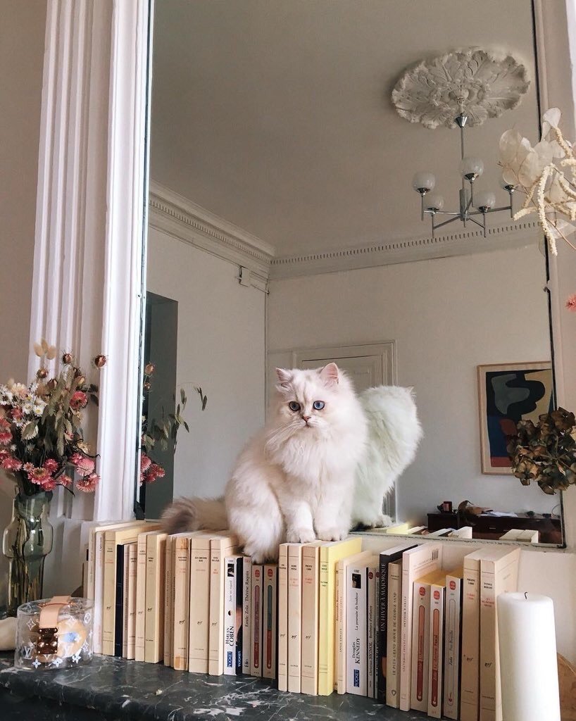 Милые котики Эстетика