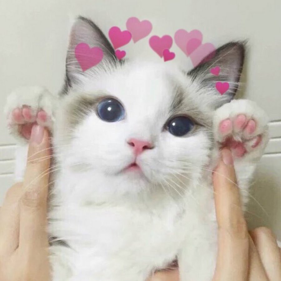 Котики с сердечками над головой