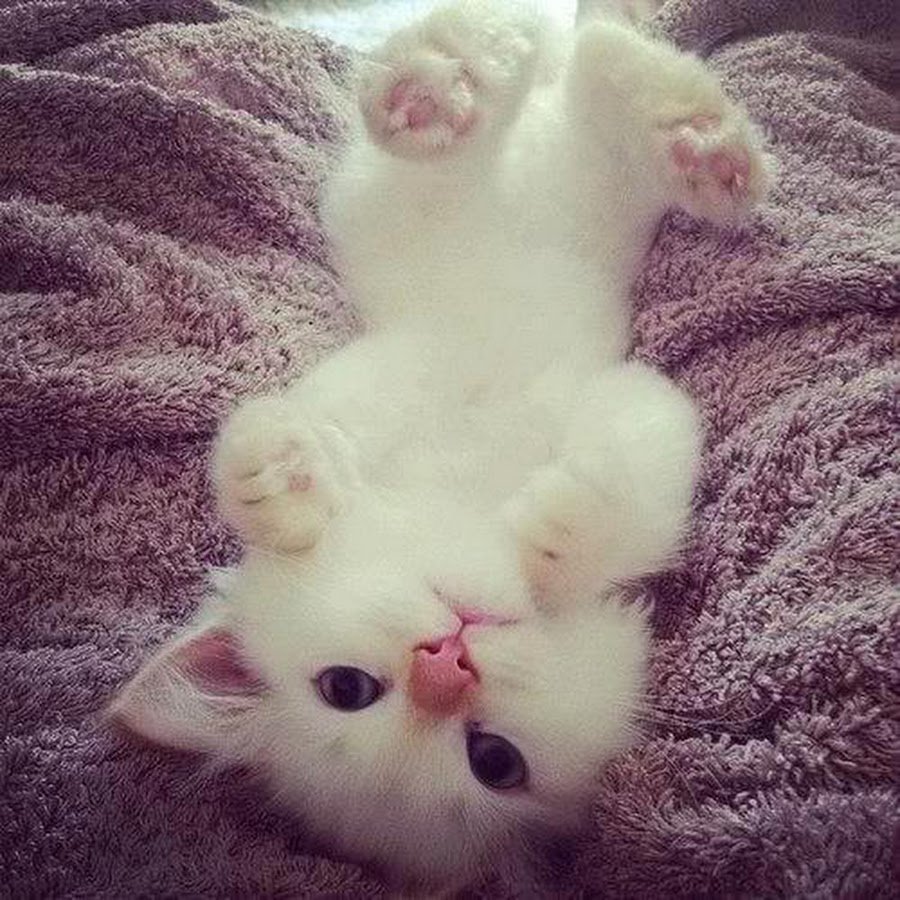 Мимимишные котята