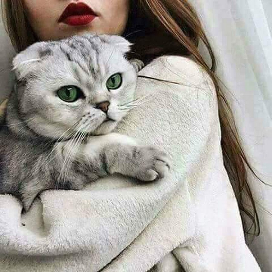 Девушка с британским котом