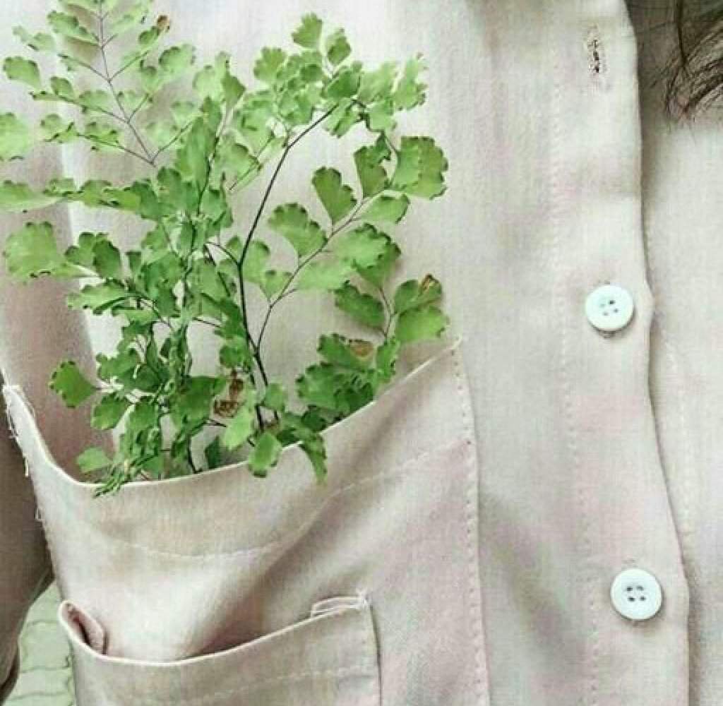 Эстетика зелёного цвета растения