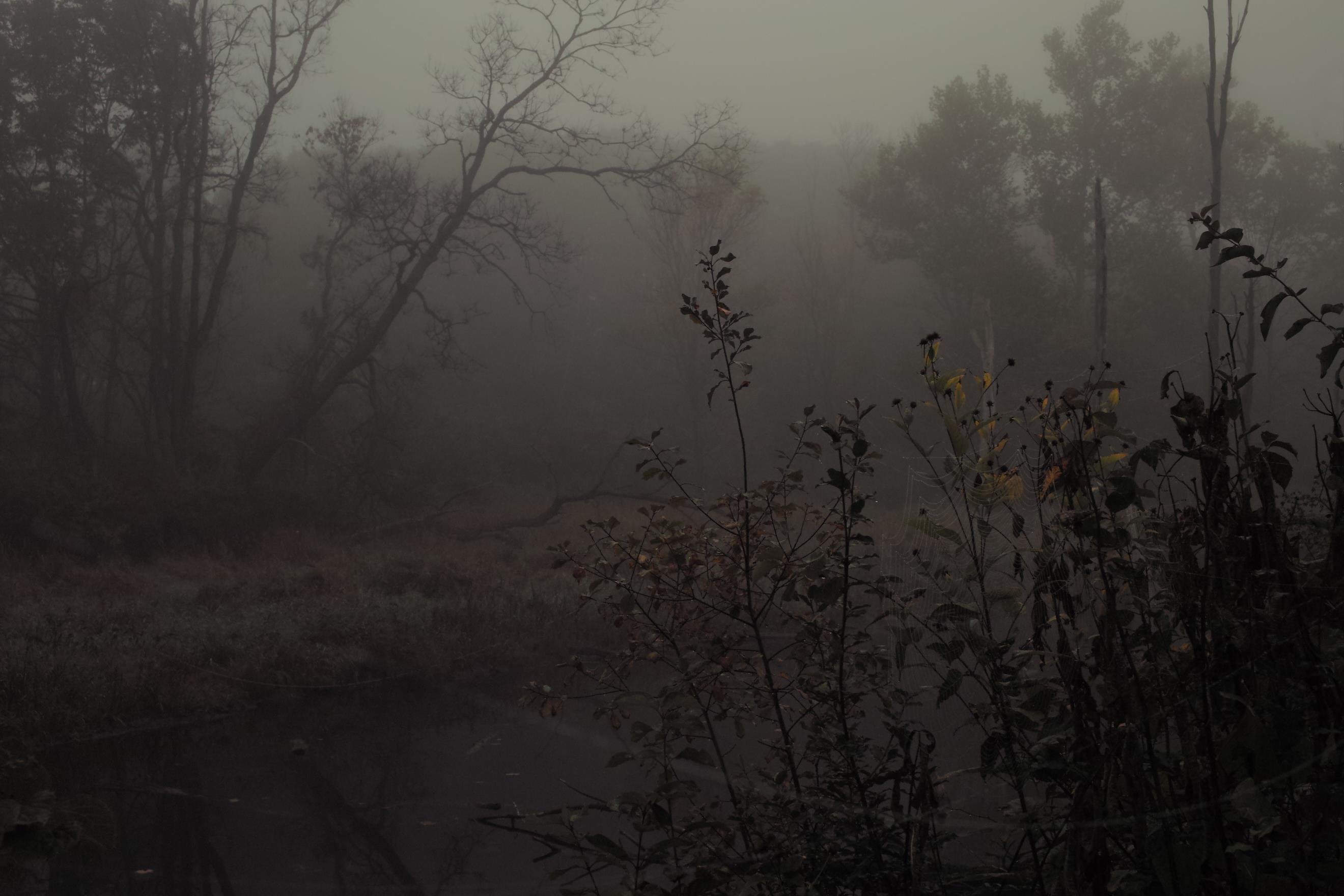 Перед нами жуткая безгласная пустота. Болотная Топь Эстетика. Мрачный пейзаж. Серая осень. Природа темная Эстетика.