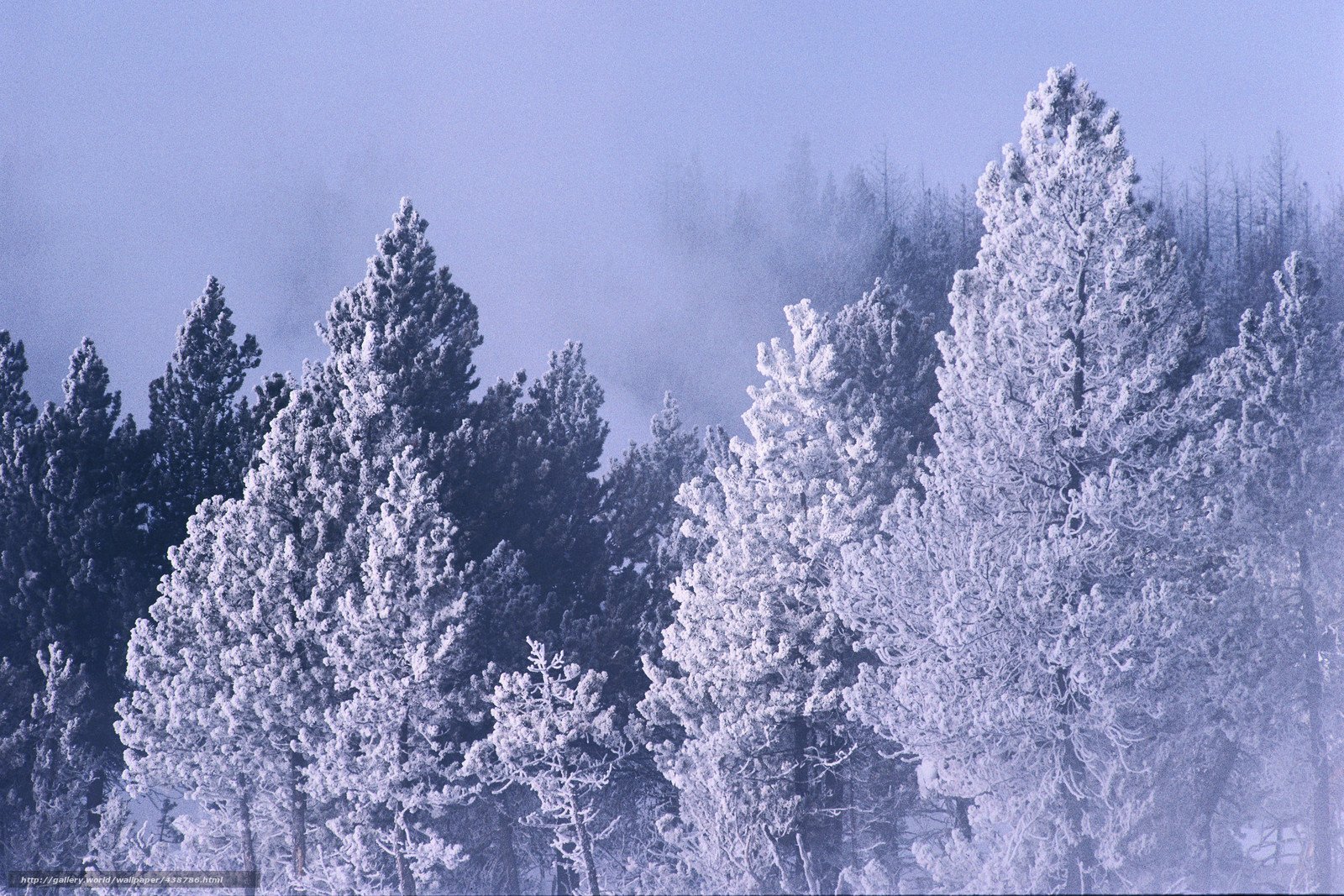 Зима воздух. Зима. Деревья в снегу. Зимний пейзаж деревья. Лес в инее.