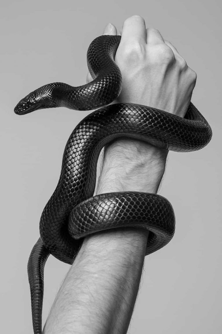 Змеи эстетика