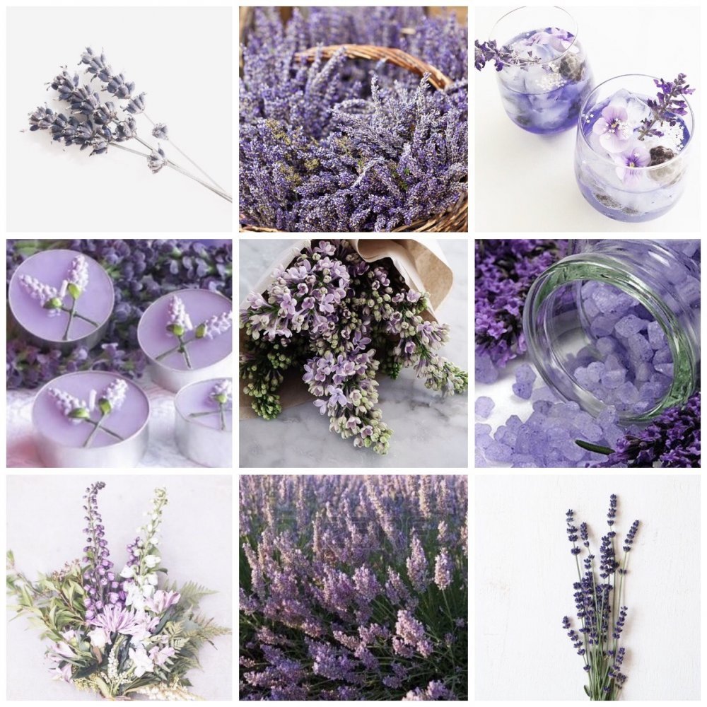 Лаванда Lavender aesthetic