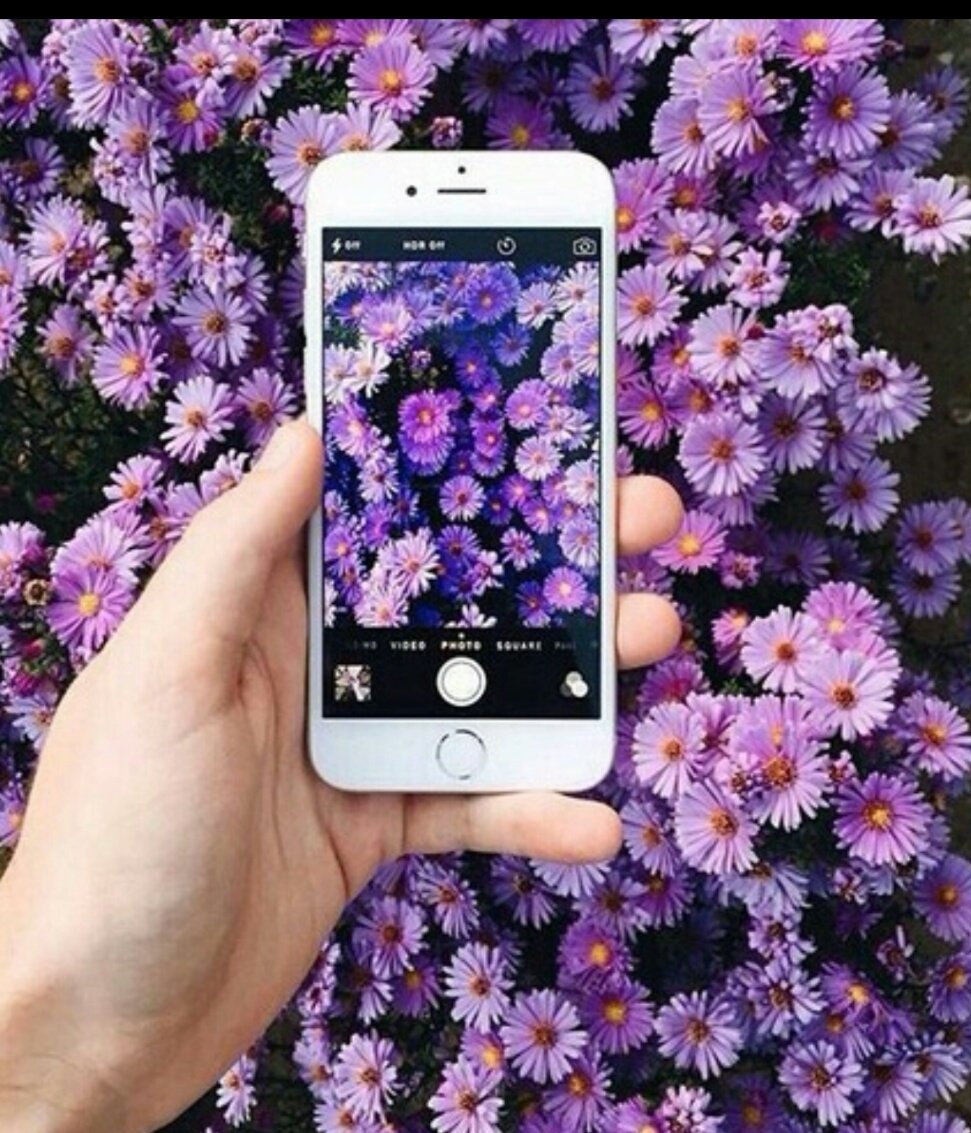Определение растения по фото со своего телефона сфотографировать