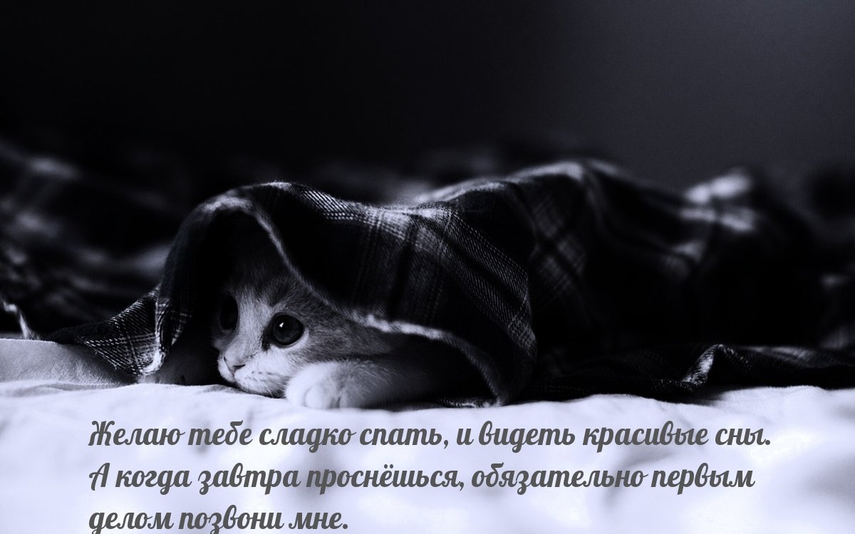 Черный котик под одеялом