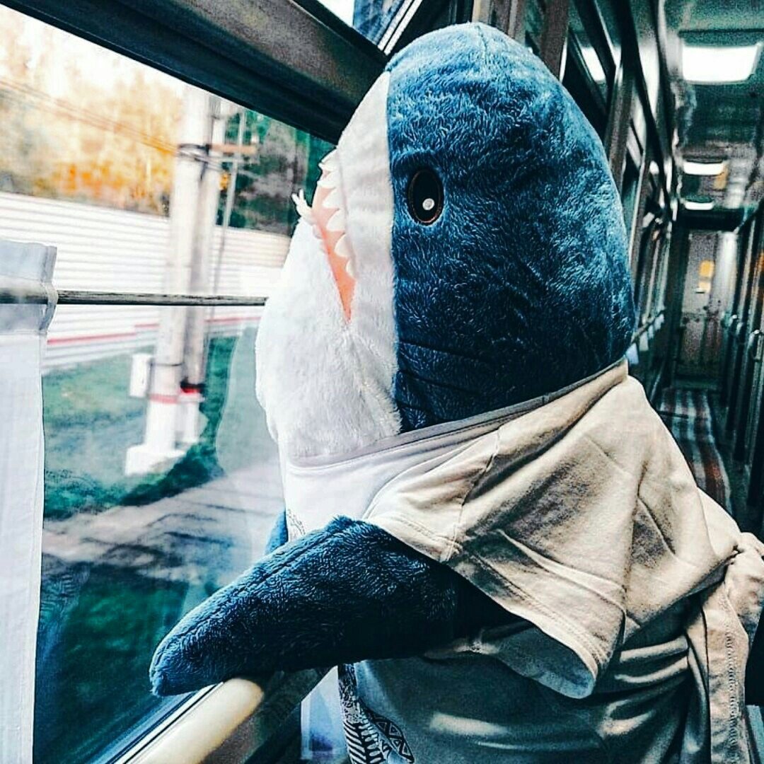 Акула БЛОХЭЙ Эстетика