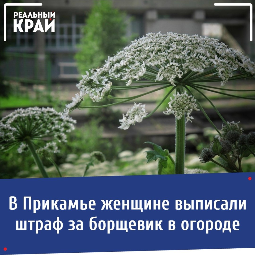 Панно из борщевика