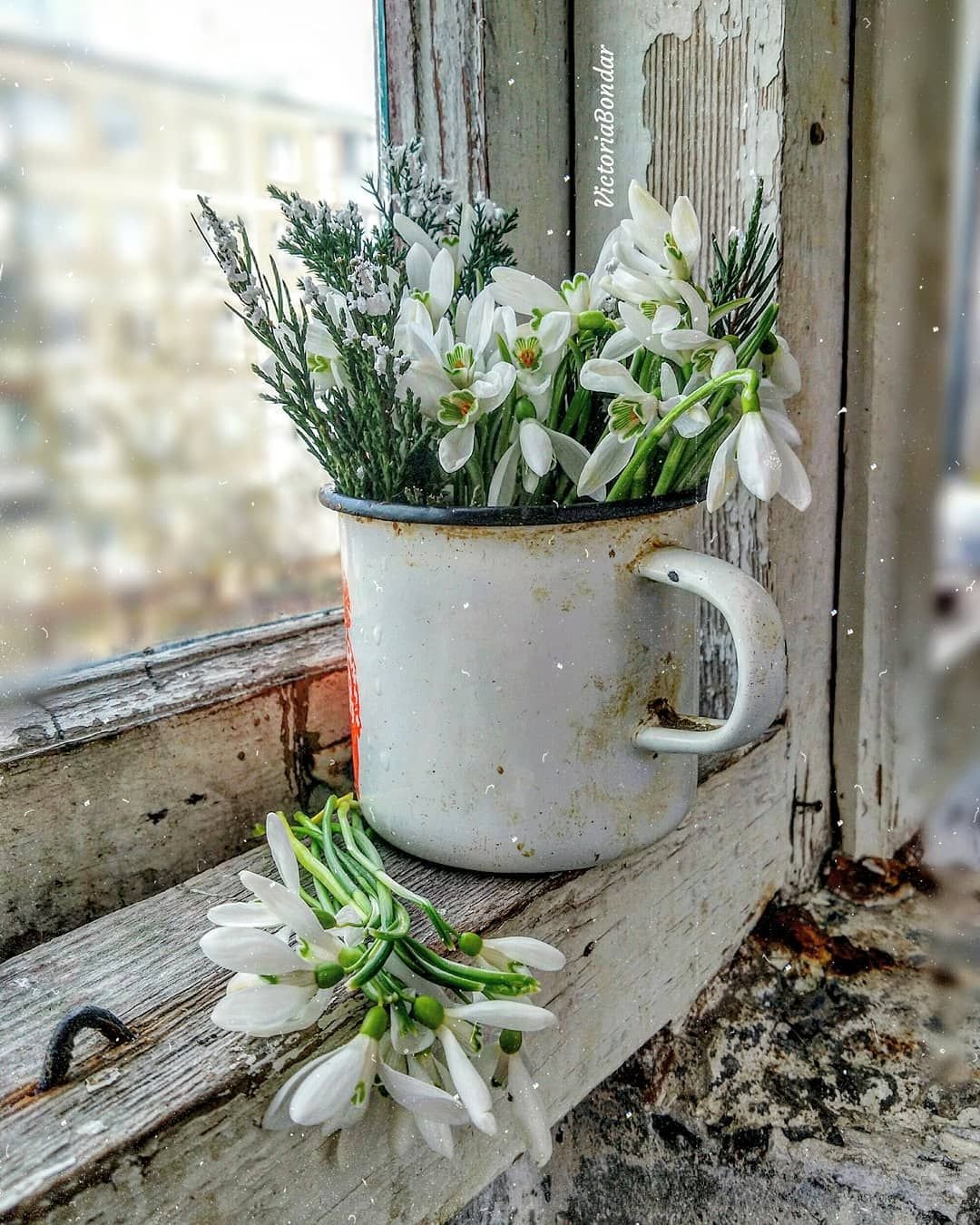 Подснежники на подоконнике