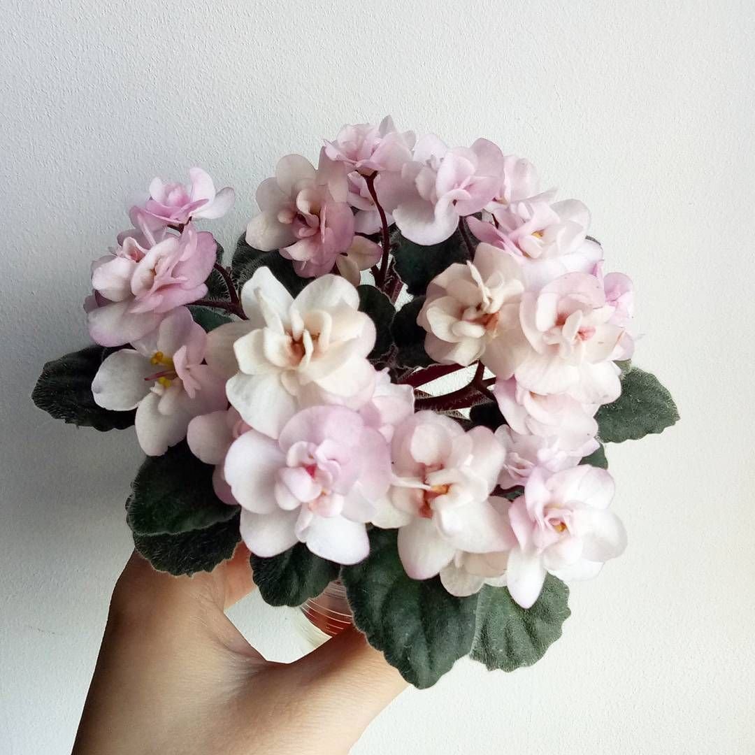 Фиалка Ness Satin Rose