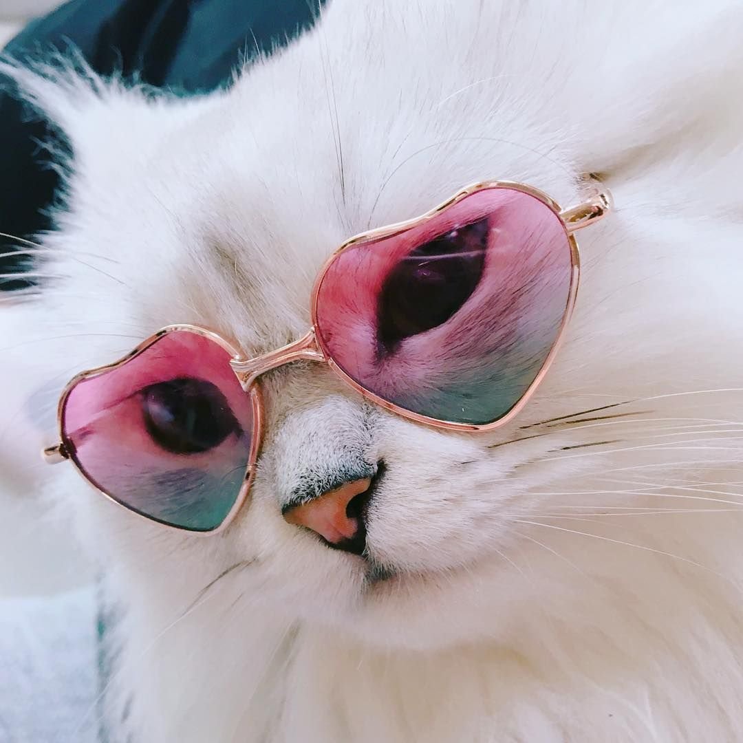 Милый котик в очках