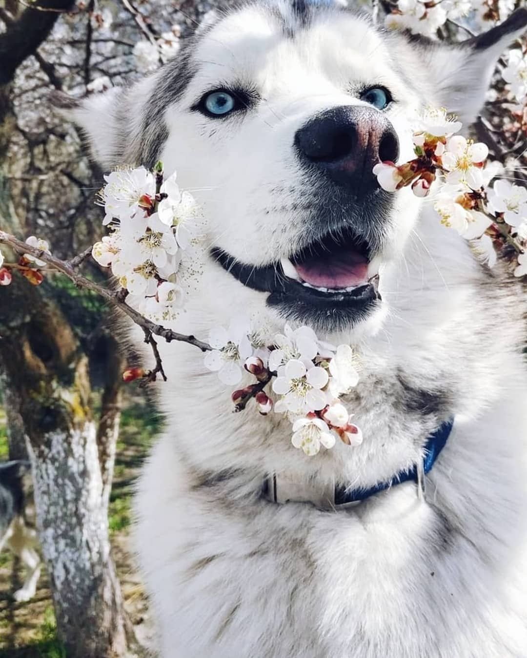 Хаски aesthetic