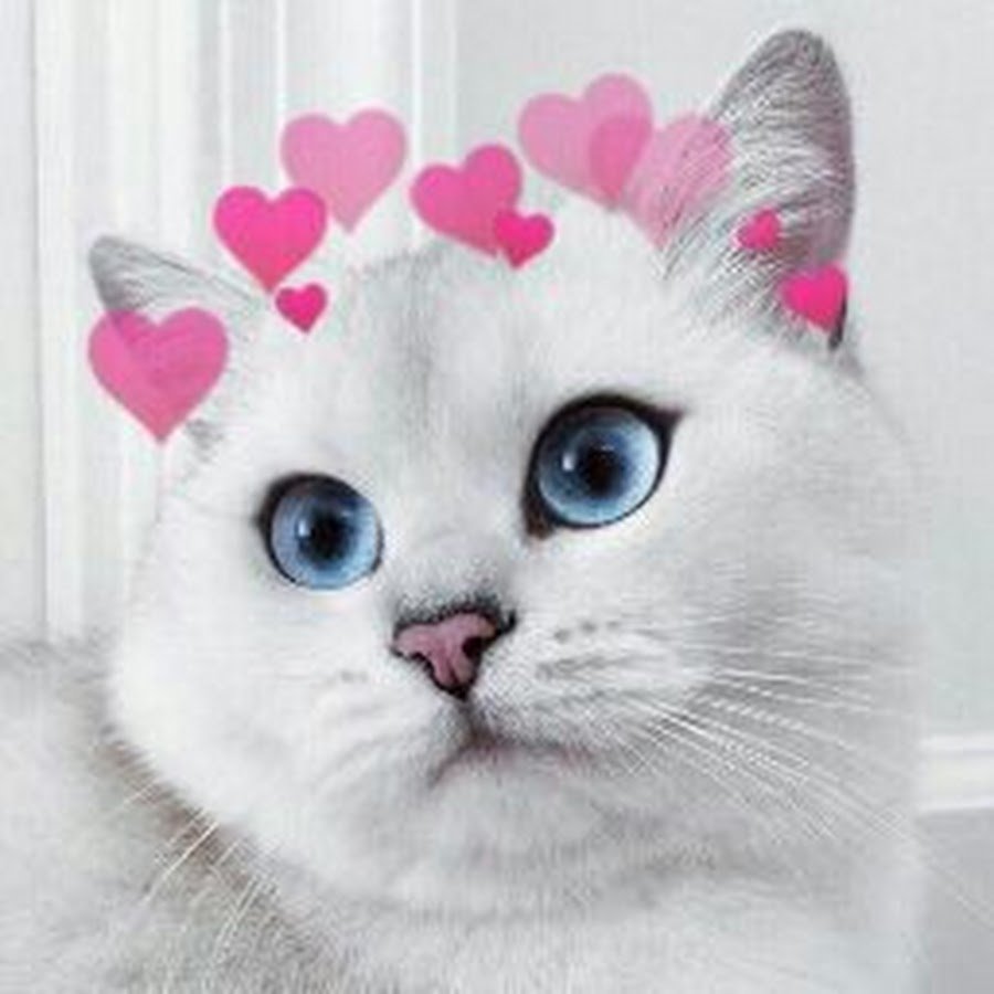 Шиншилла Пойнт