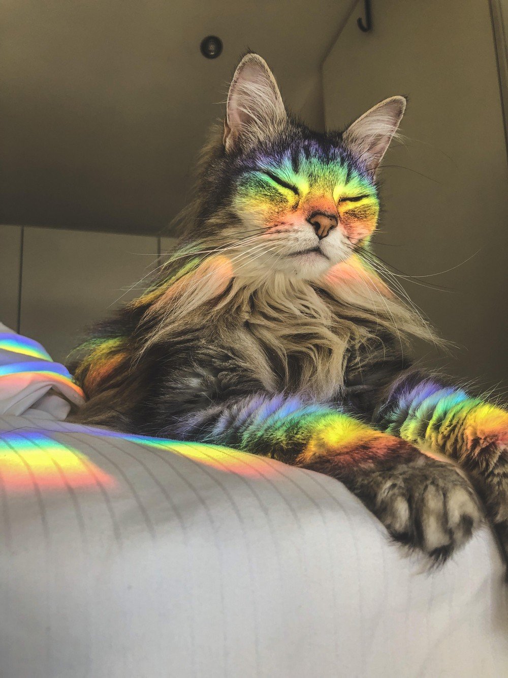 Кошка на радуге
