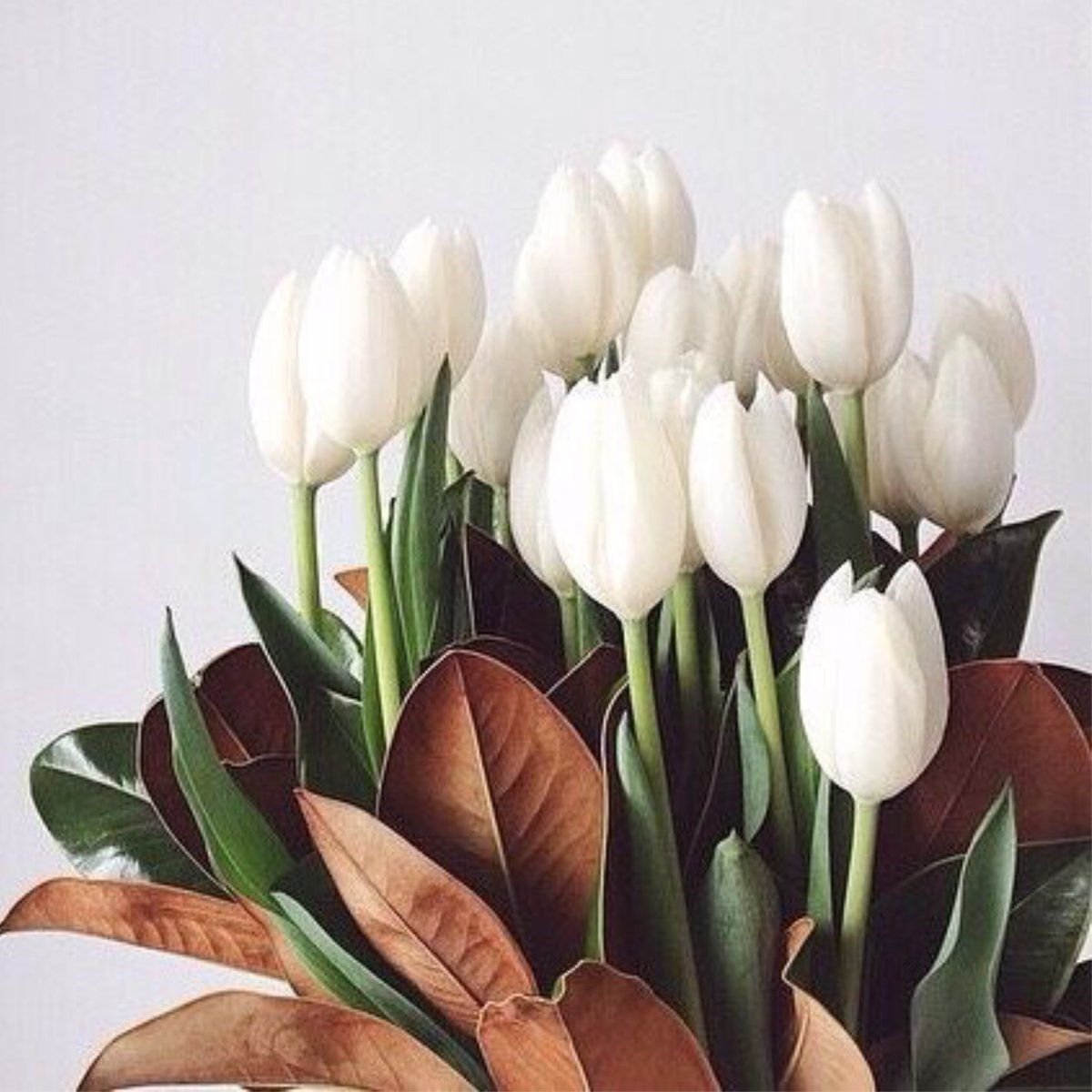 Красивый букет белых тюльпанов