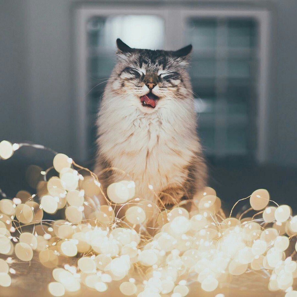 Кошачья Эстетика