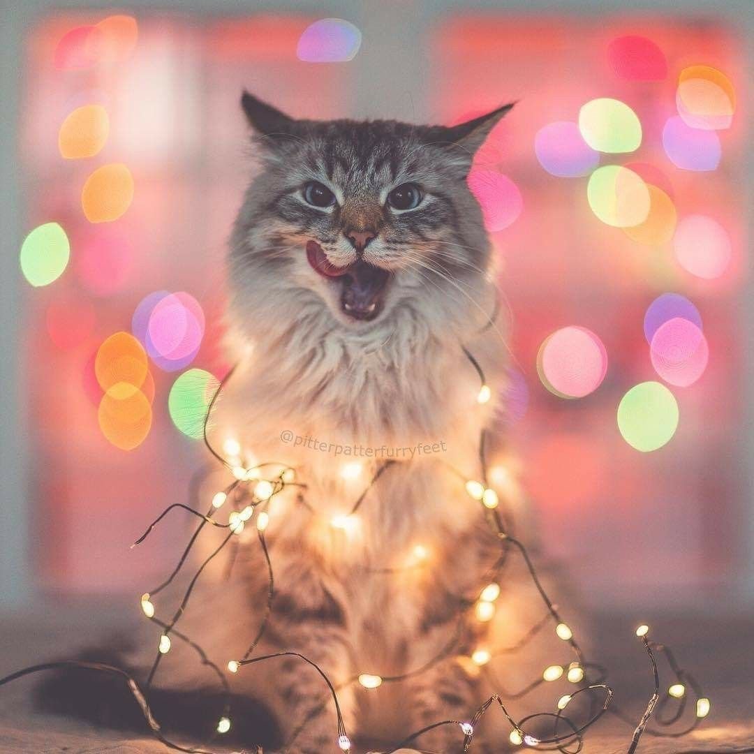 Гирлянда кошка