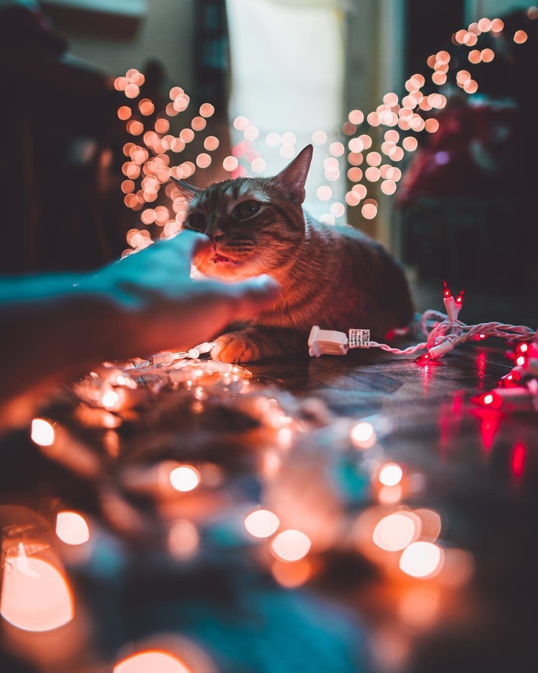 Котик в гирлянде